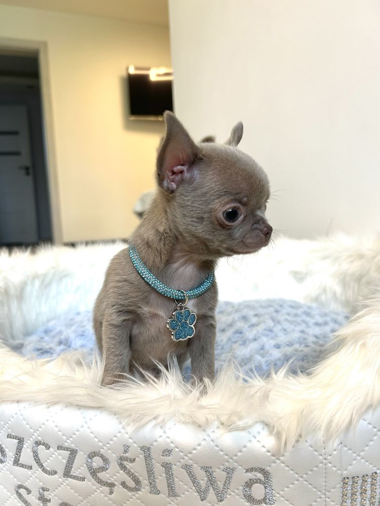 Chihuahua liliowy piesek .Maleńkie cudeńko .JUŻ DO ODBIORU.