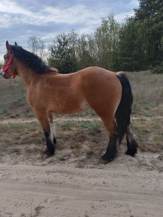 Sprzedam klacz zimnokrwistą