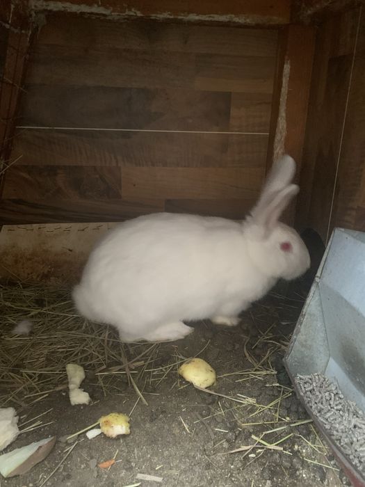 Кролиця  кітна, термонська біла