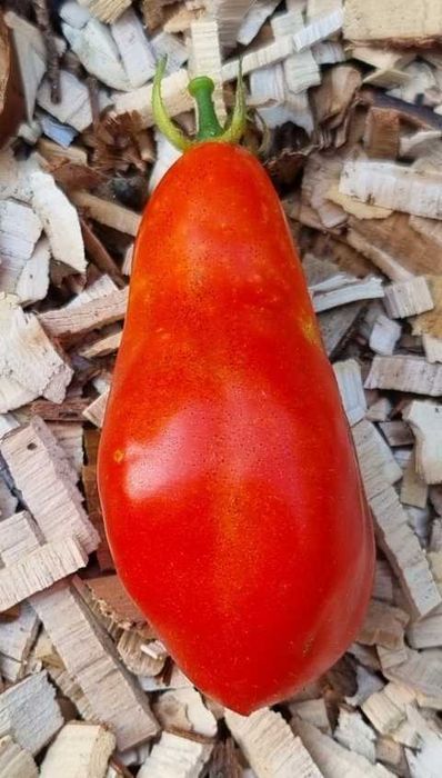 pomidor San Marzano nasiona kolekcjonerskie