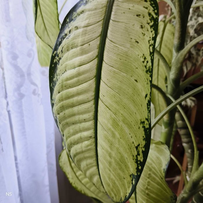 Домашні Фікус Хойя каудата Хлорофітум Дифенбахія Алое