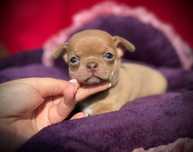 Chihuahua Suczka z rodowodem