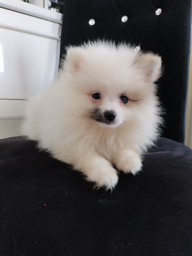 Szpic miniaturowy pomeranian jedyny taki