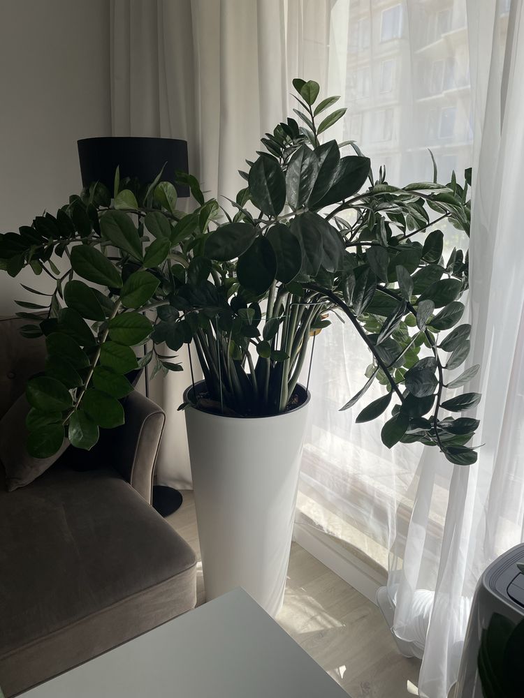 Sprzedam Zamiokulkasa Zamioculcas bardzo duży XXL