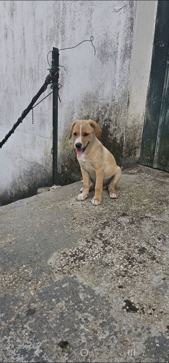 Bebes para adoçao