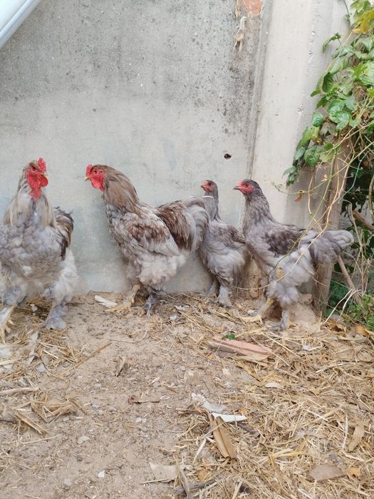 Frangos Brahama Silver