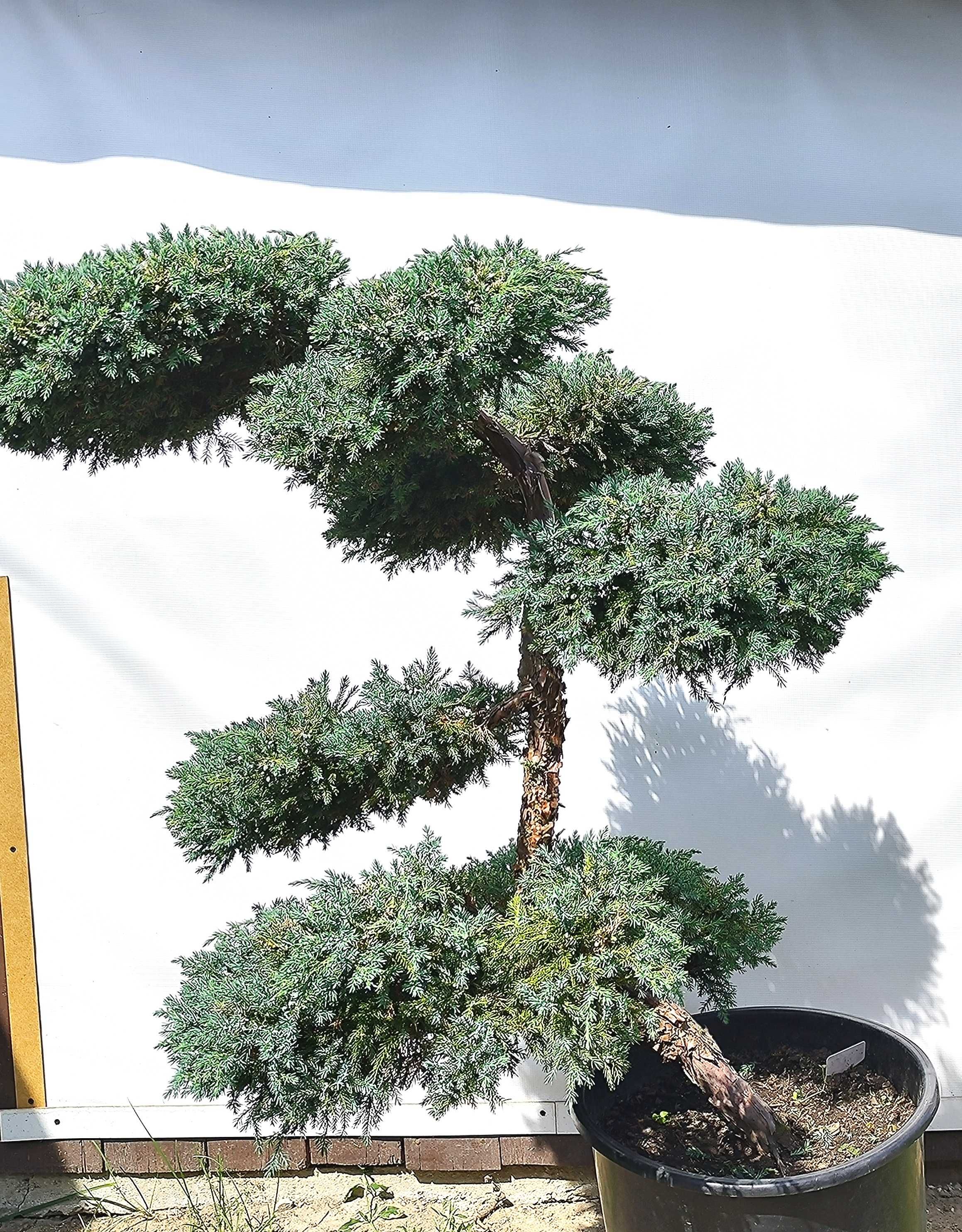 Bonsai Niwaki Jałowiec Blue Carpet