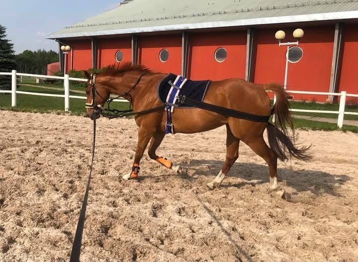 Poszukujemy *Cioci* do dzierżawy