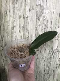 Дітка орхідеї (діаметр квітки 10 см)