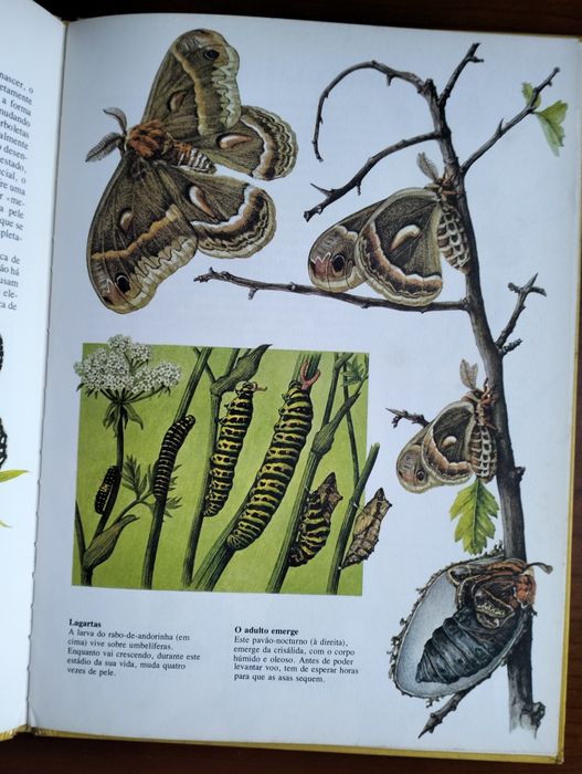 Livro As Borboletas