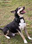 Rico - trzyletni piesek do adopcji