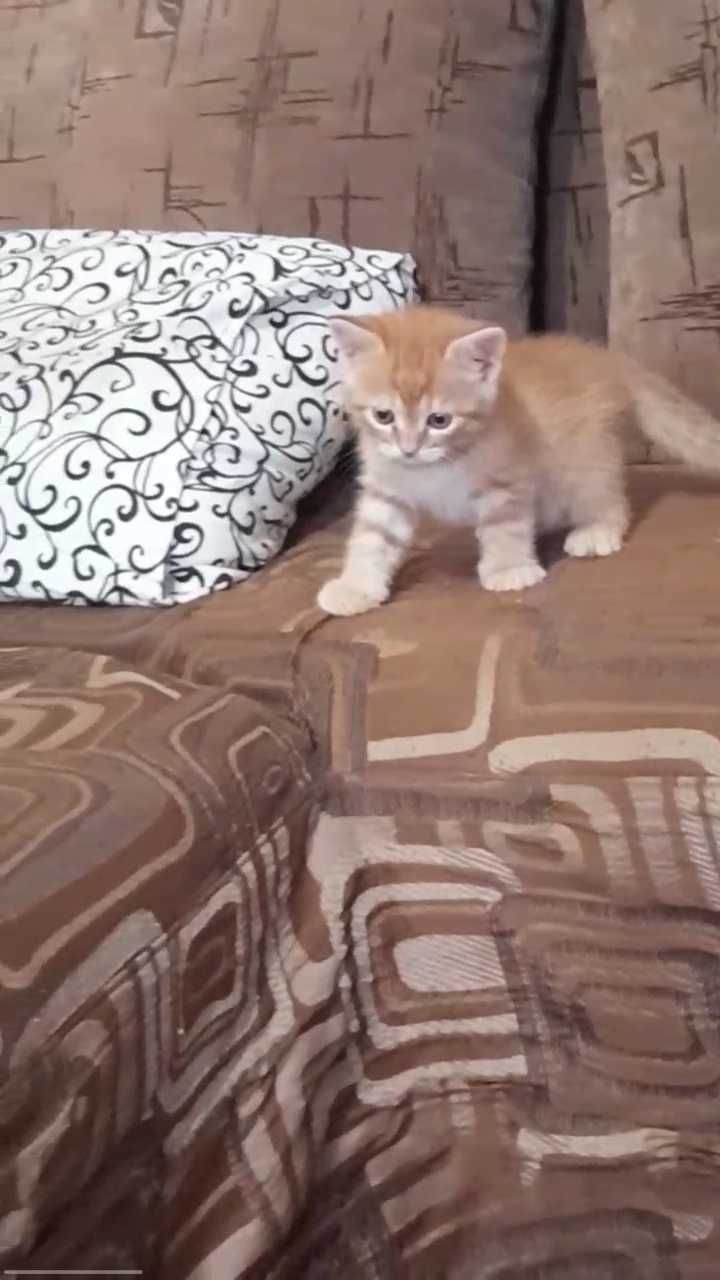 Котенок))  рыжий_ мальчик _ полу перс