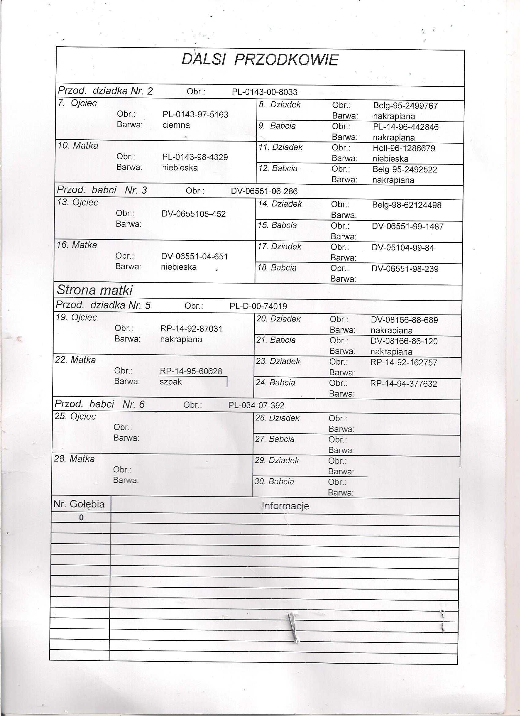 Młode para 114 Oryg A.M Wiosna Szpaczka 2x wnuk Harry gołębie pocztowe