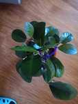 Hoya Australis roślina pnąca ukorzeniona hoja hoia kwitnąca