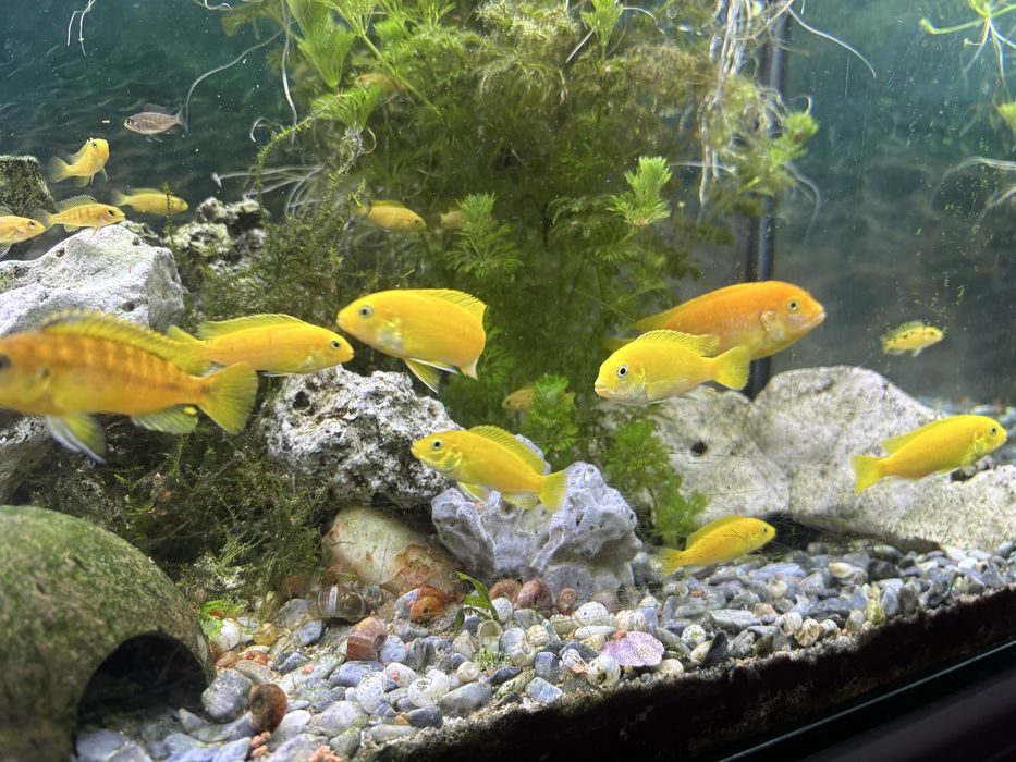 Ciclideos varios tamanhos