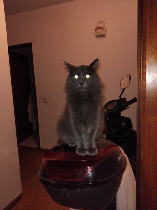 Gato macho cinzento