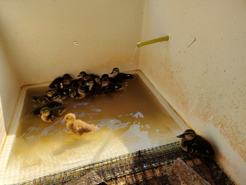 Kaczki ozdobne Marmurki pary i samice    2025