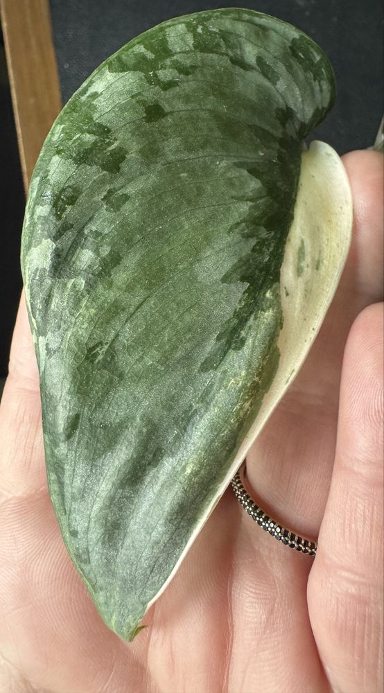 Scindapsus Blue Splash Variegata/ pędówka