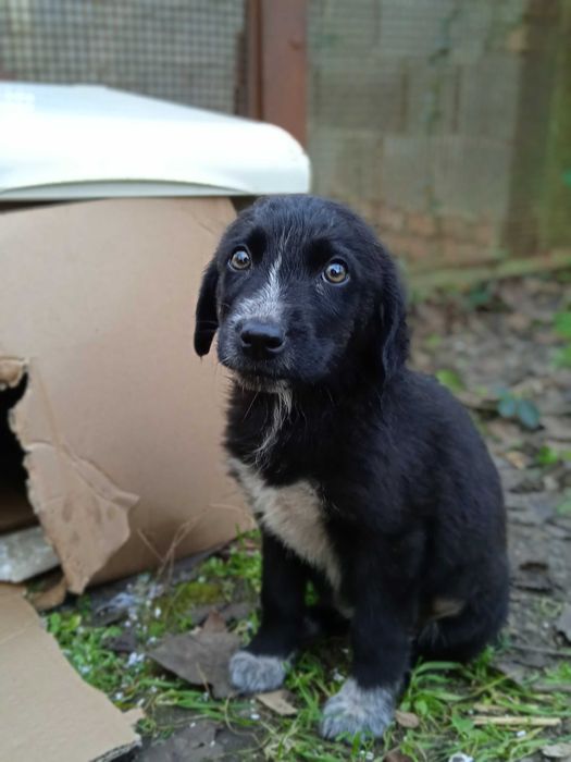Цуценята в добрі руки!