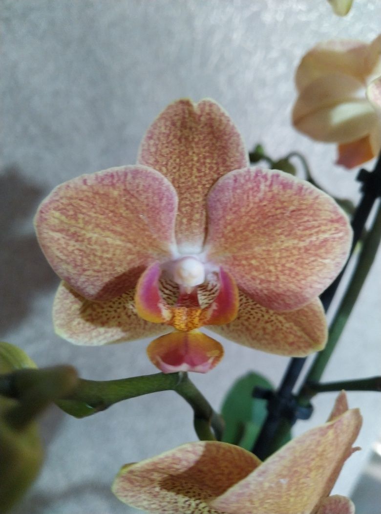 Цветущие орхидеи/ орхидея/ мультифлора