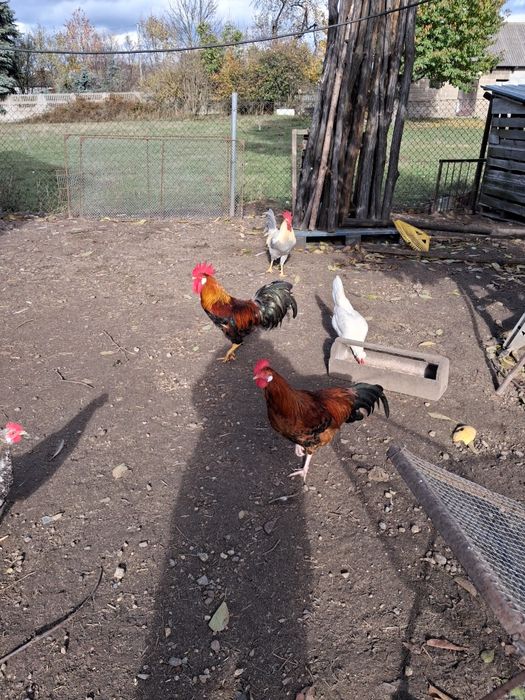 Perliczki tegoroczne i koguty włoszki