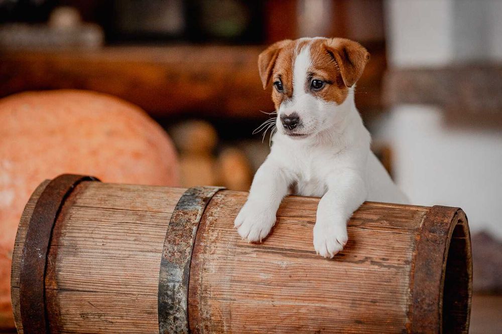 Jack Russell Terrier ZKwP - gotowy do odbioru