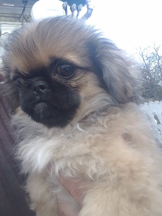 Пекінес дівчинка