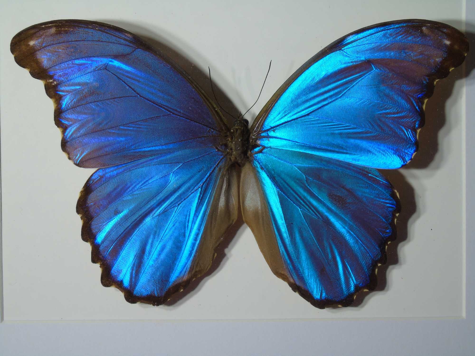 Motyl w ramce / gablotce 27 x 22 cm . Morpho godartii tingomariensis .