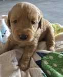 Labradoodle f1 labrador/pudel /goldendoodle
