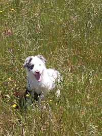 Border collie macho blue merle com um olho azul