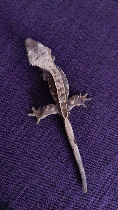 Gekon orzęsiony samiec pinstripe duzi rodzice