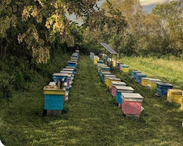 Продаж бжолопакетів.