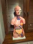 Model anatomiczny