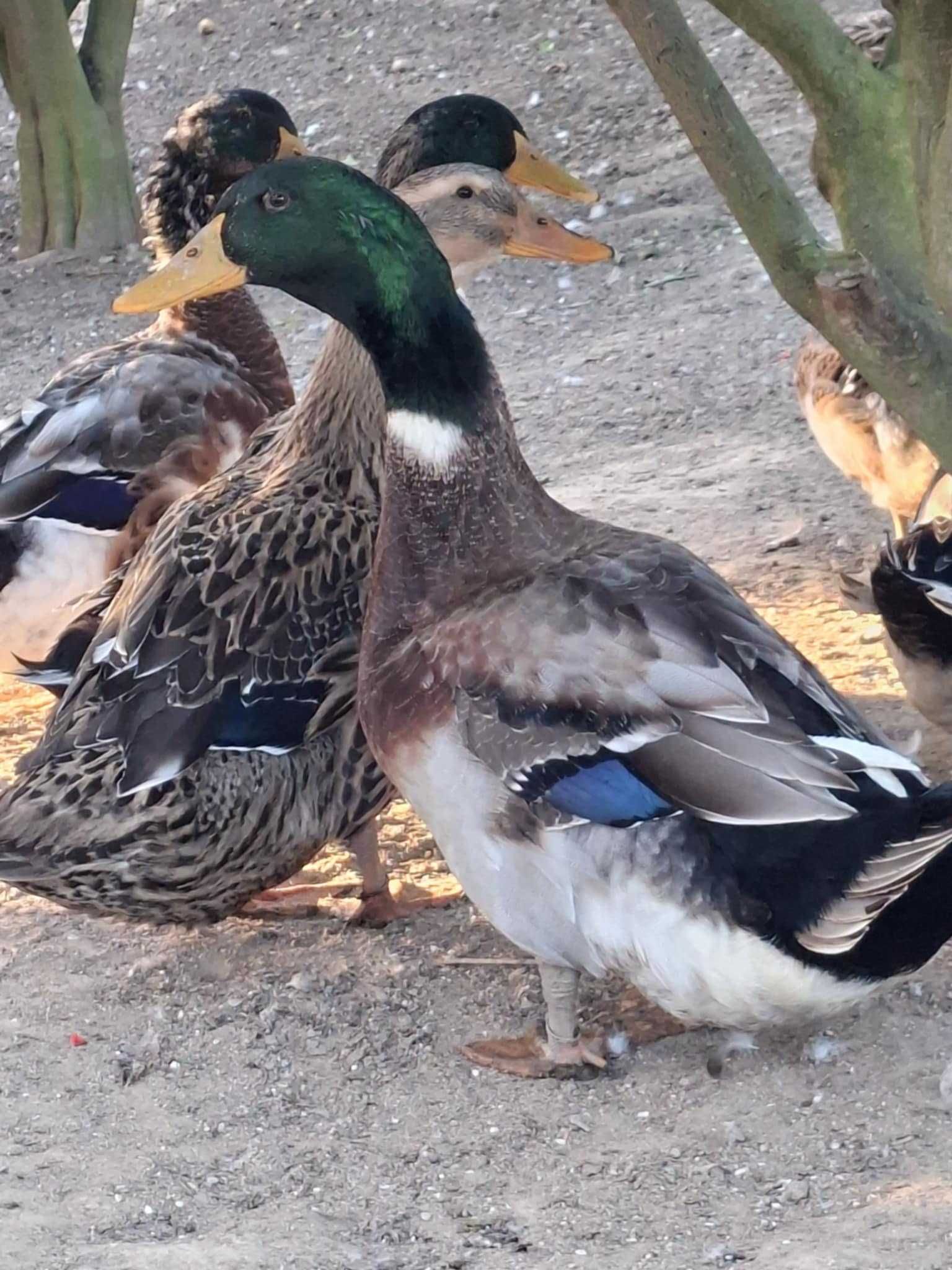 Casais de Patos Rouen nascidos este ano 2025