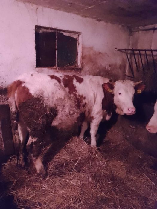 Jałówki cielne i do zacielenia