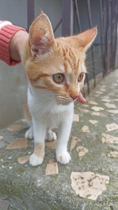 Срочно! Маленкое солнышко ищет любящую семью