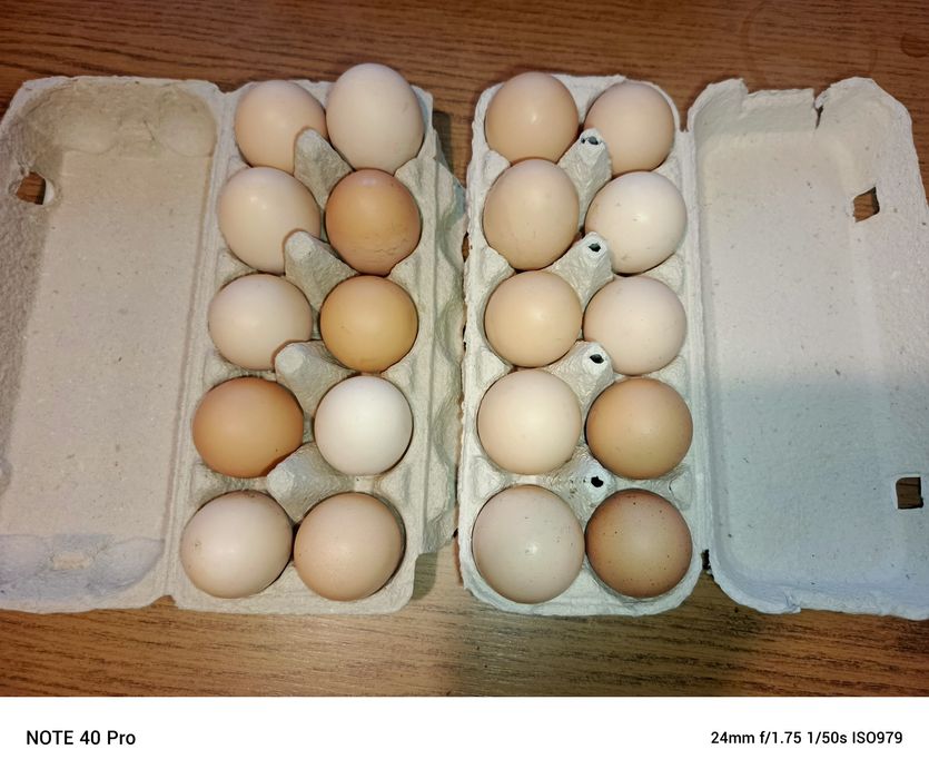 Sprzedam swojskie jajka