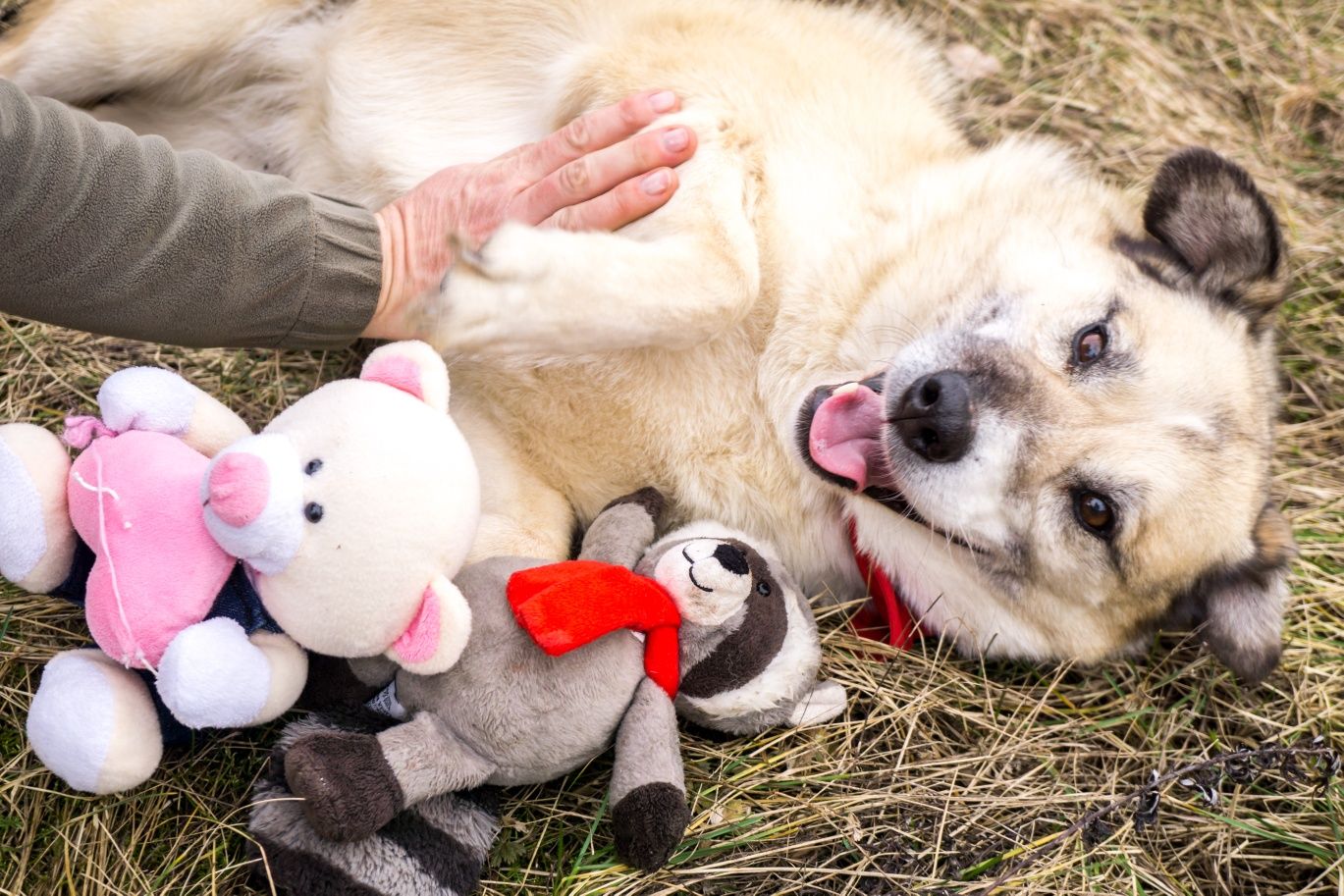 8 letnia Bazylka do adopcji!