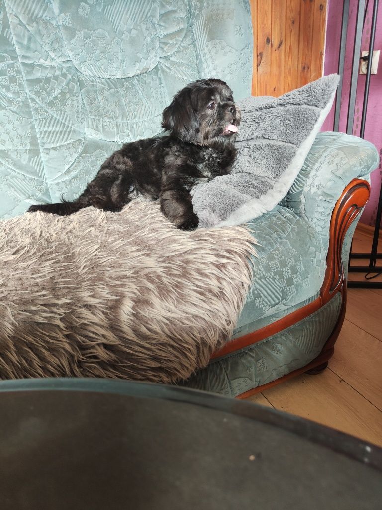 Sprzedam shih-tzu