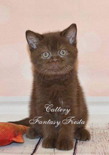 Шоколадный британский котенок
