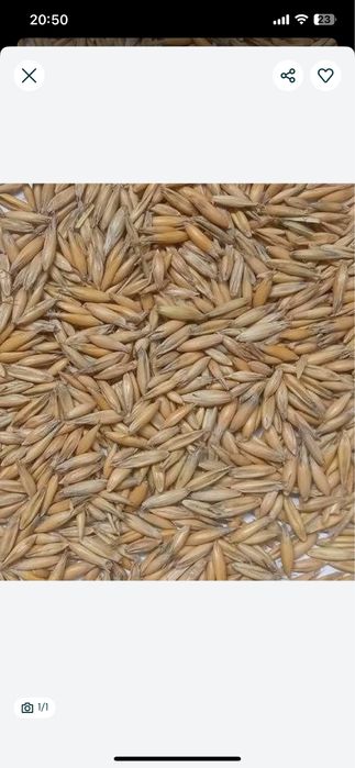 Продам овес, урожай 2025 року