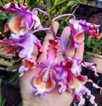 Orquídea Caribenha