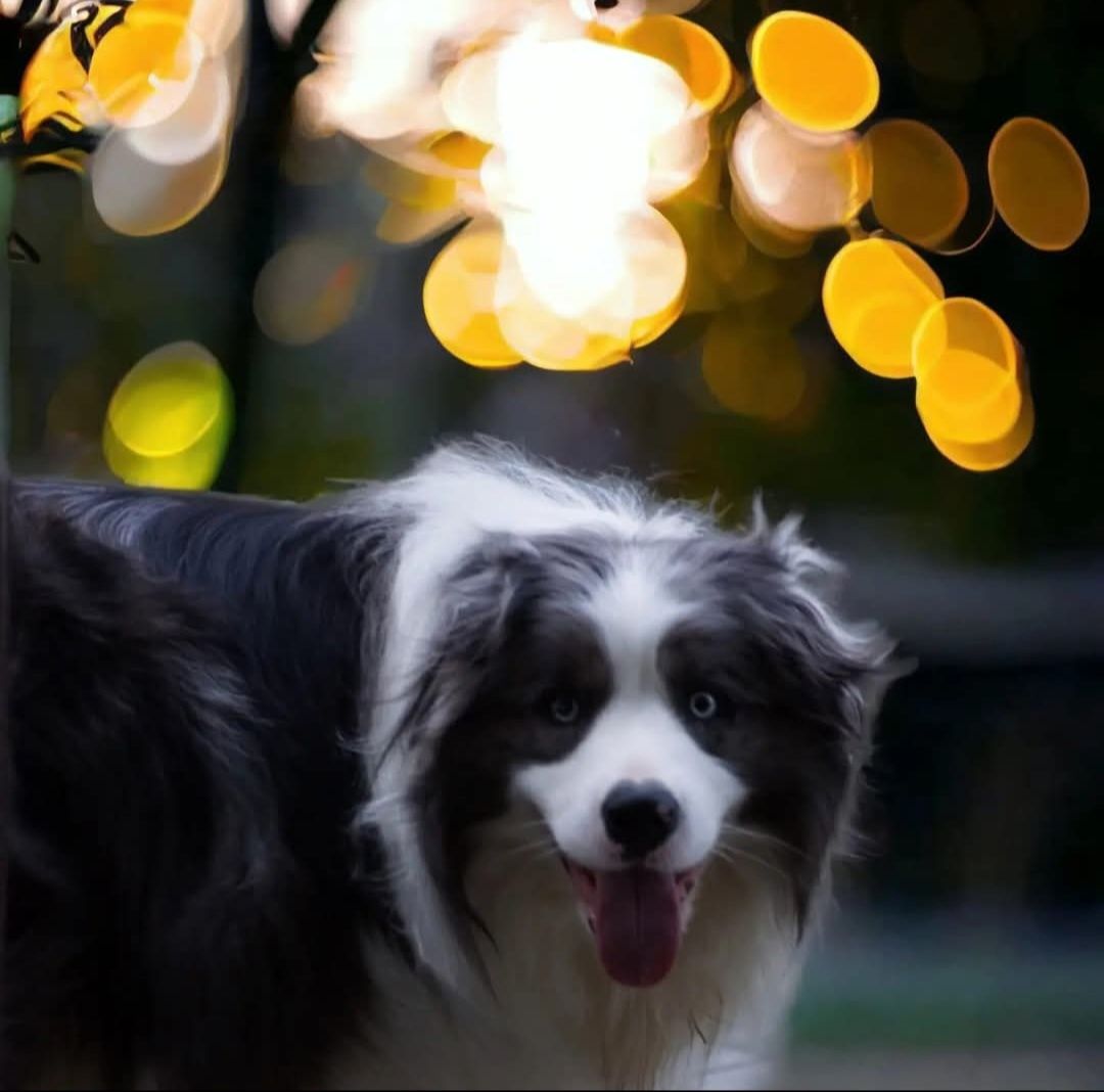 Border Collie  ZkwP FCI, piesek GOTOWY DO ODBIORU!!!