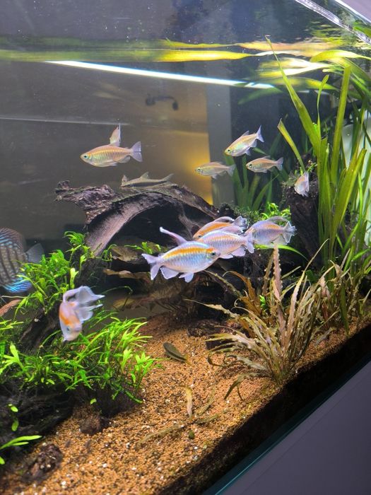 Congo tetra adulto
