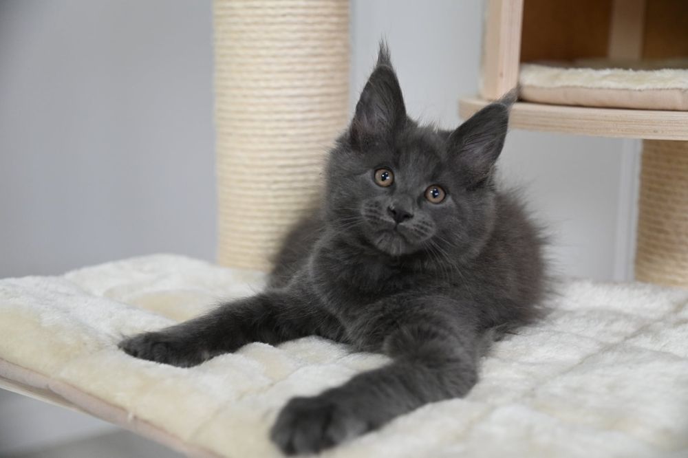 Piękna kotka Holly Maine Coon