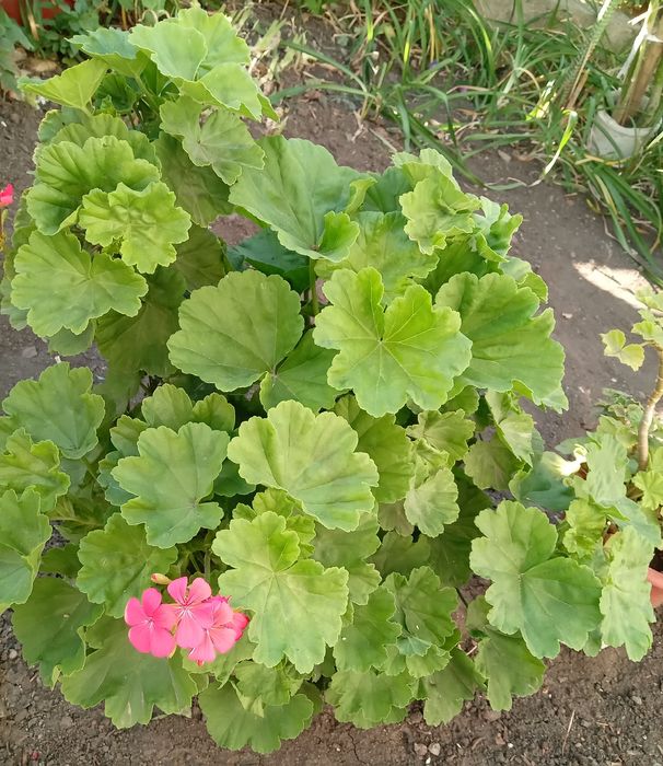 Цветы комнатные недорого,оптом дешевле.