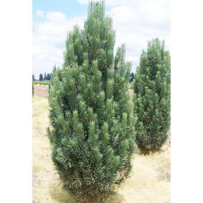 pinus sylvestris Fastigiata sosna pospolita Fastigiata