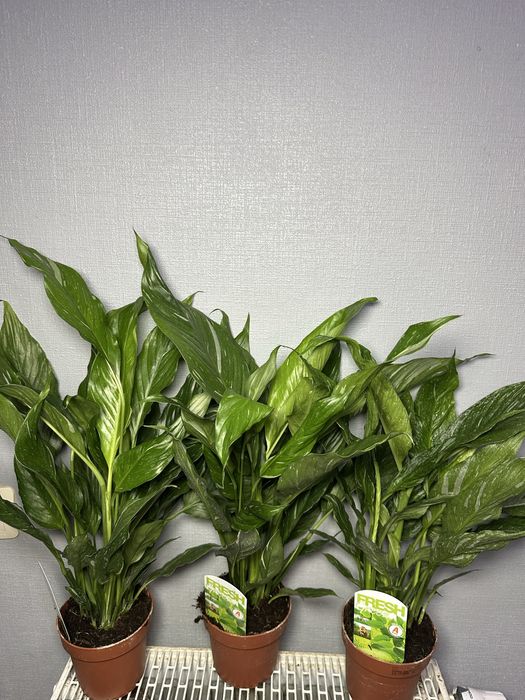 Стреліція Епіпремнум Маранта Плющ Спатифілум Даймонд Фікус Калатея