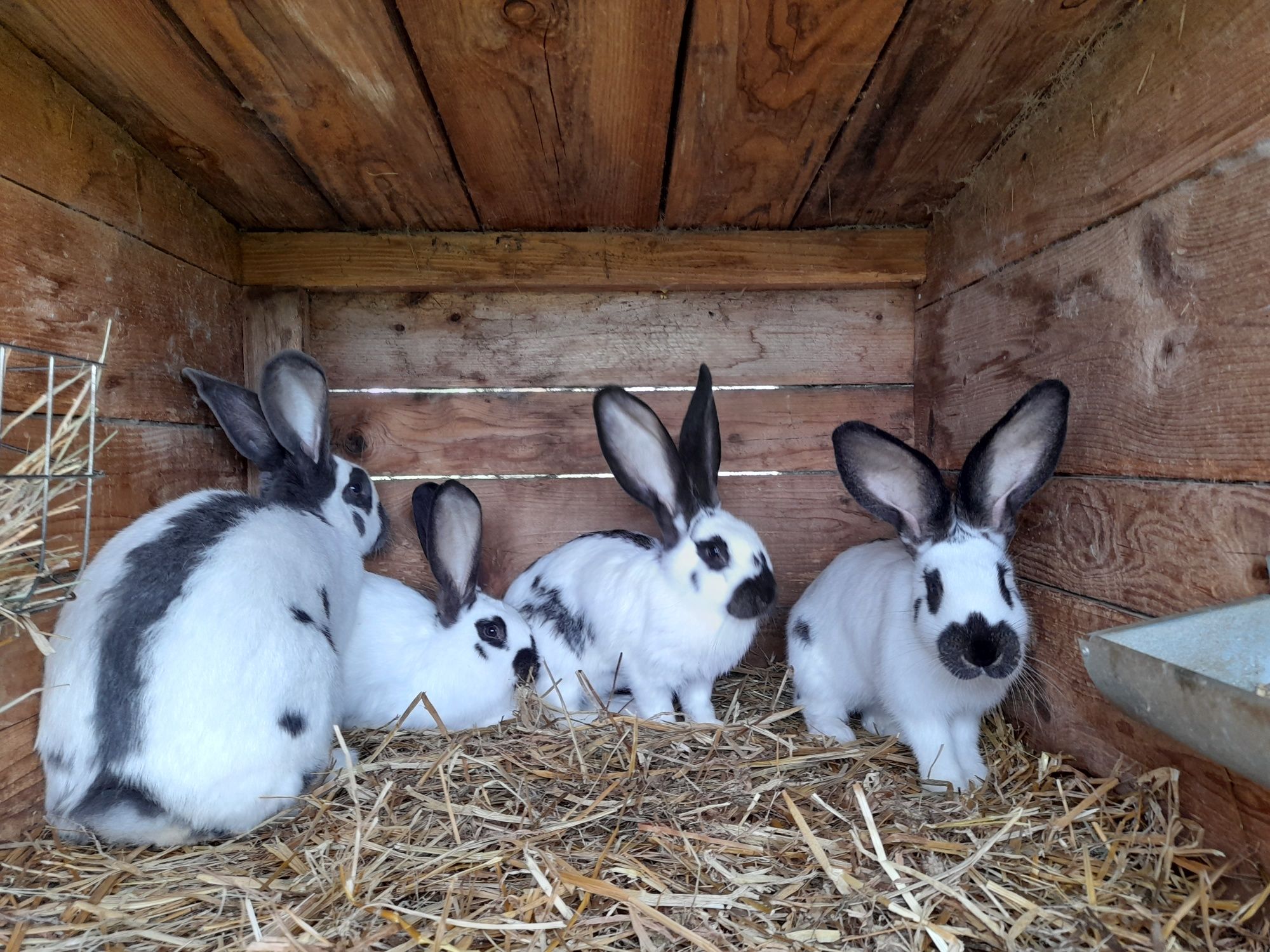 Króliki OSC i BOS