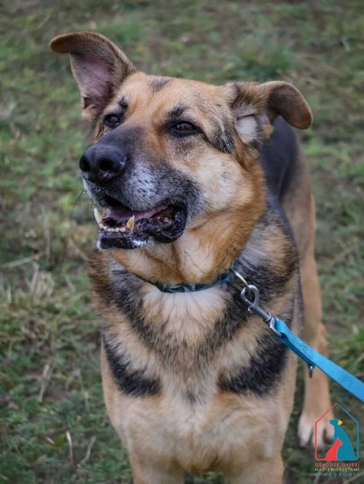 bardzo przyjazny piesek Brego szuka domu